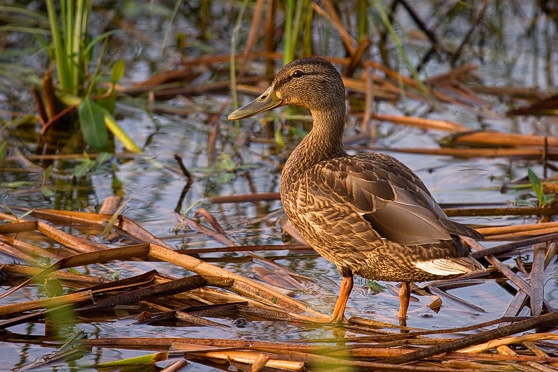 GALERÍA DE AVES ACUÁTICAS Y FAUNA DE MARISMA Y RIBERAS · Javier Milla